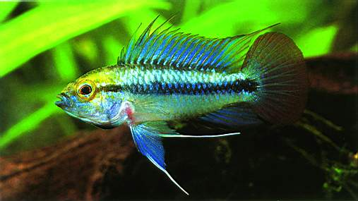 Apistogramma%20trifasciata%202.jpg